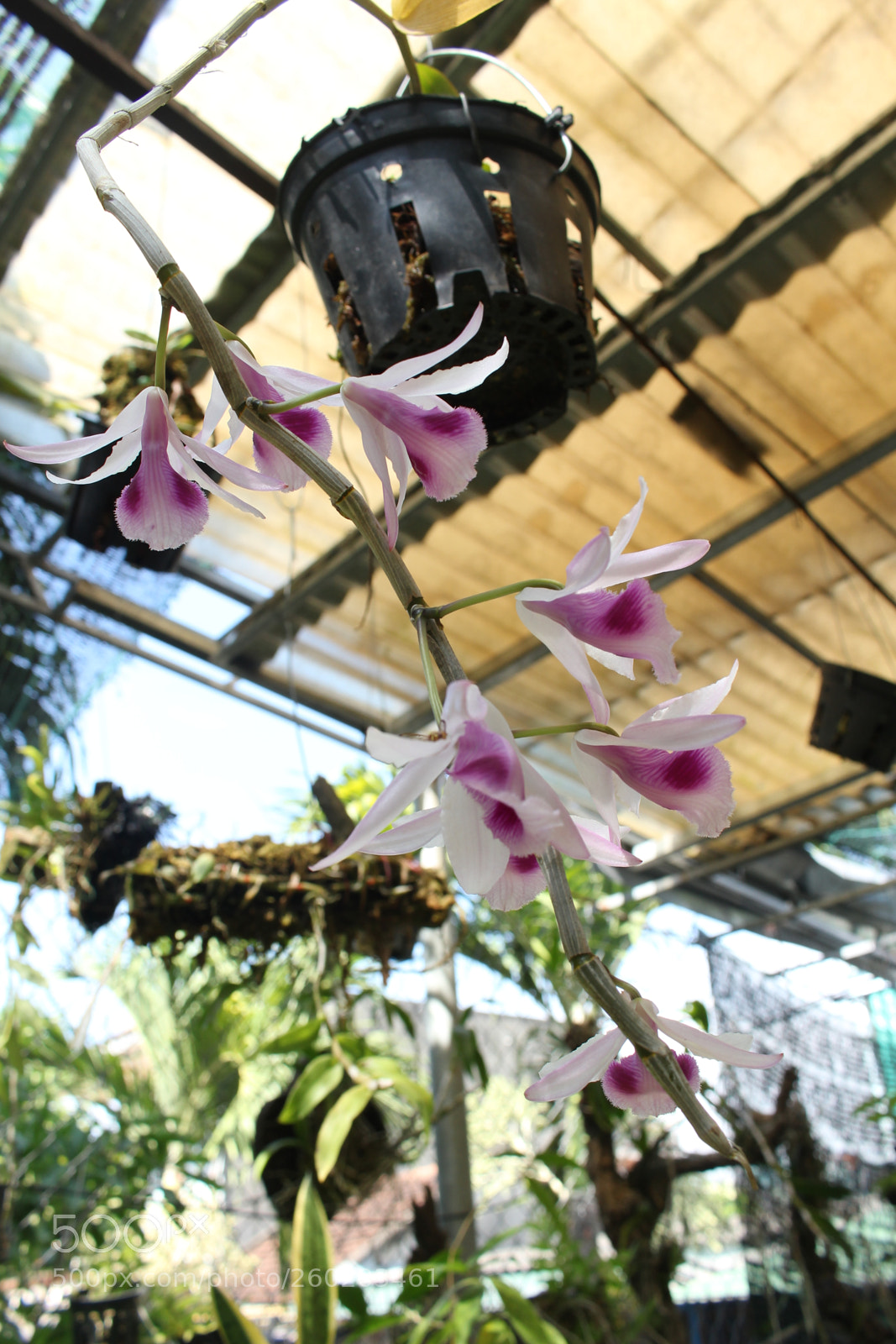 Canon EOS 700D (EOS Rebel T5i / EOS Kiss X7i) sample photo. Img photography