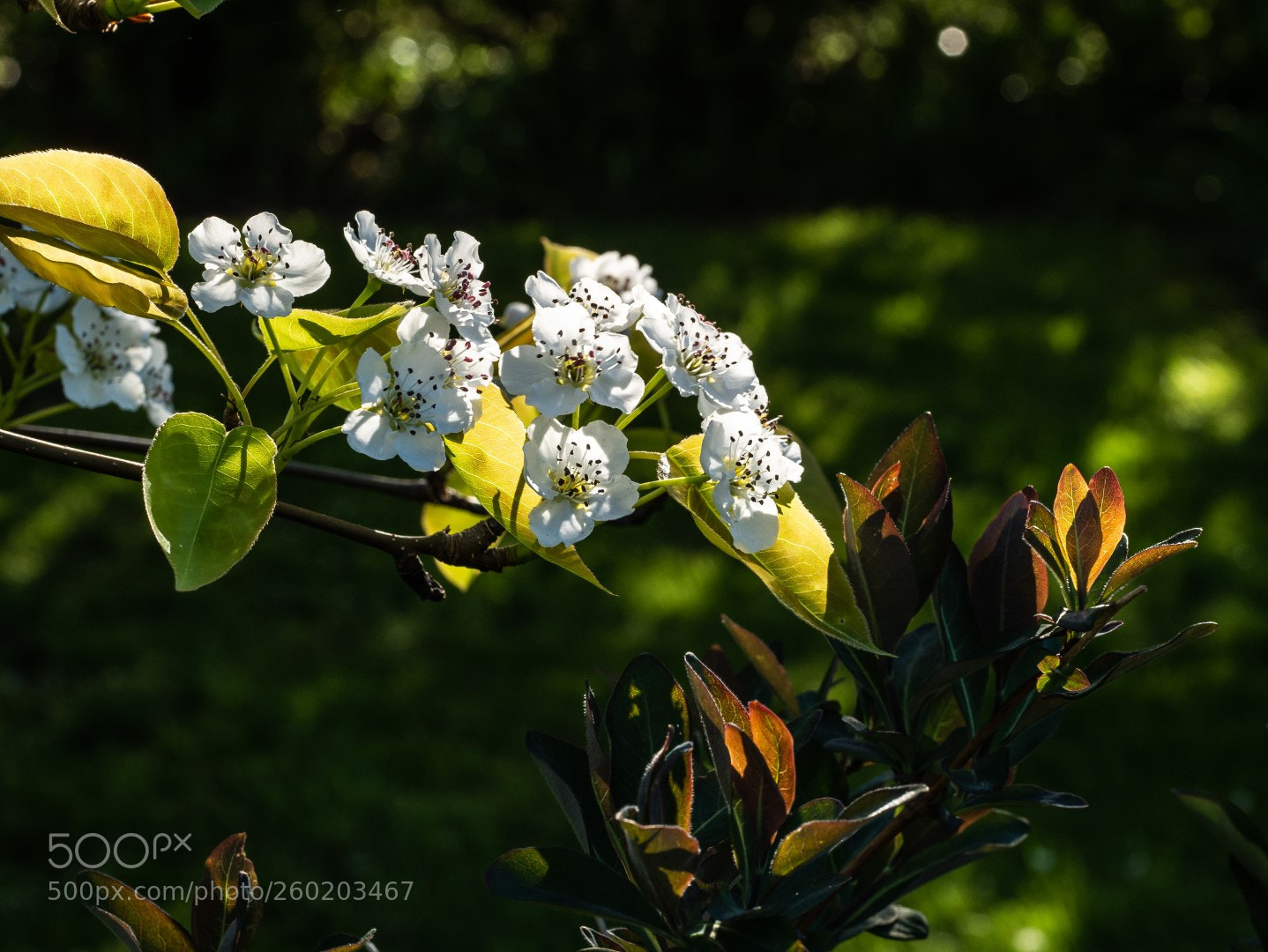 Panasonic Lumix DMC-GX7 sample photo. Pyrus pyrifolia flowers photography