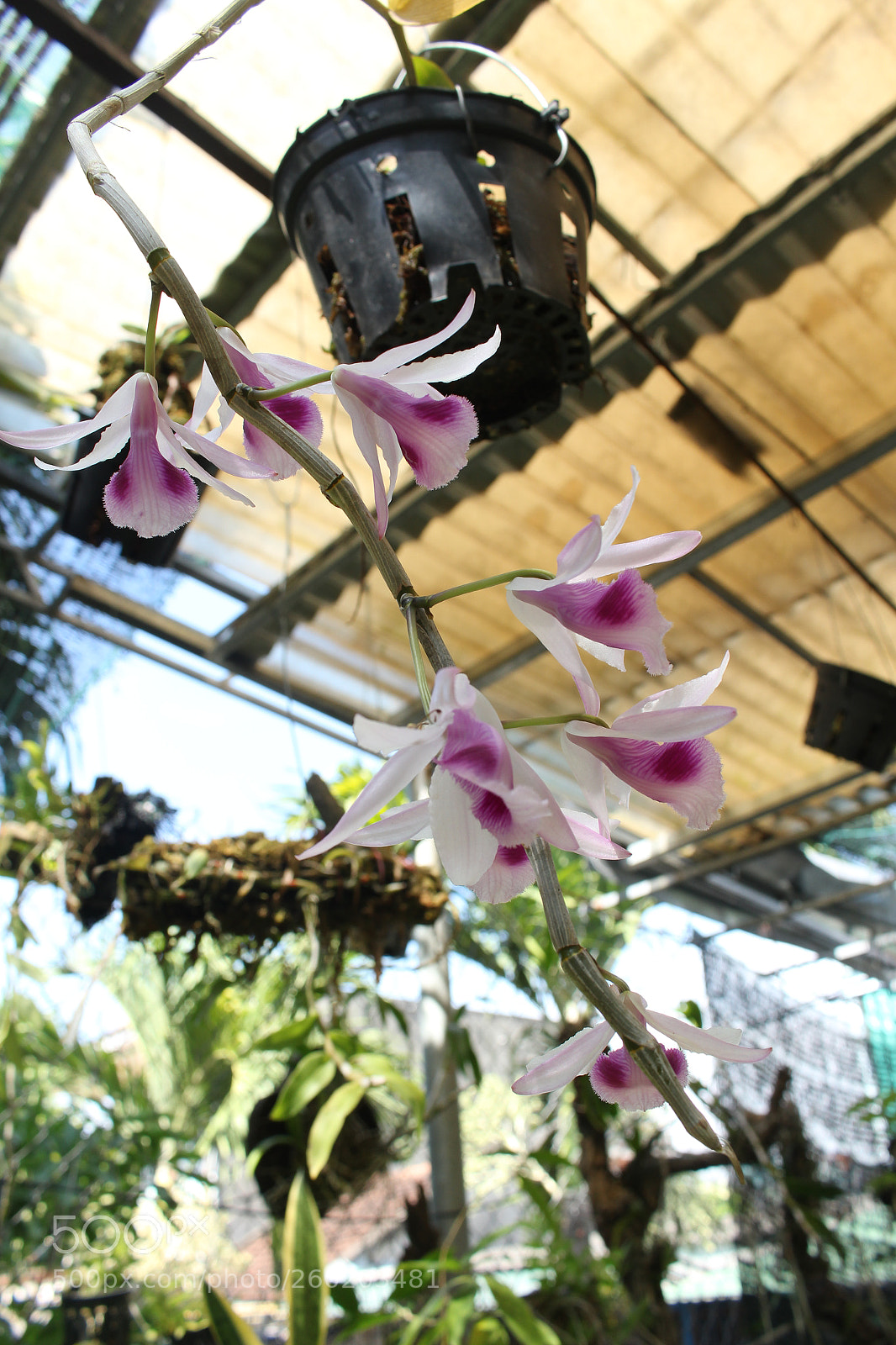 Canon EOS 700D (EOS Rebel T5i / EOS Kiss X7i) sample photo. Img photography