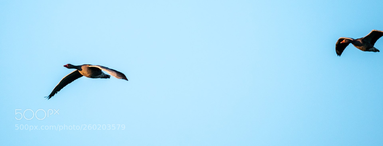 Panasonic Lumix DMC-GX85 (Lumix DMC-GX80 / Lumix DMC-GX7 Mark II) sample photo. Geese in the first photography