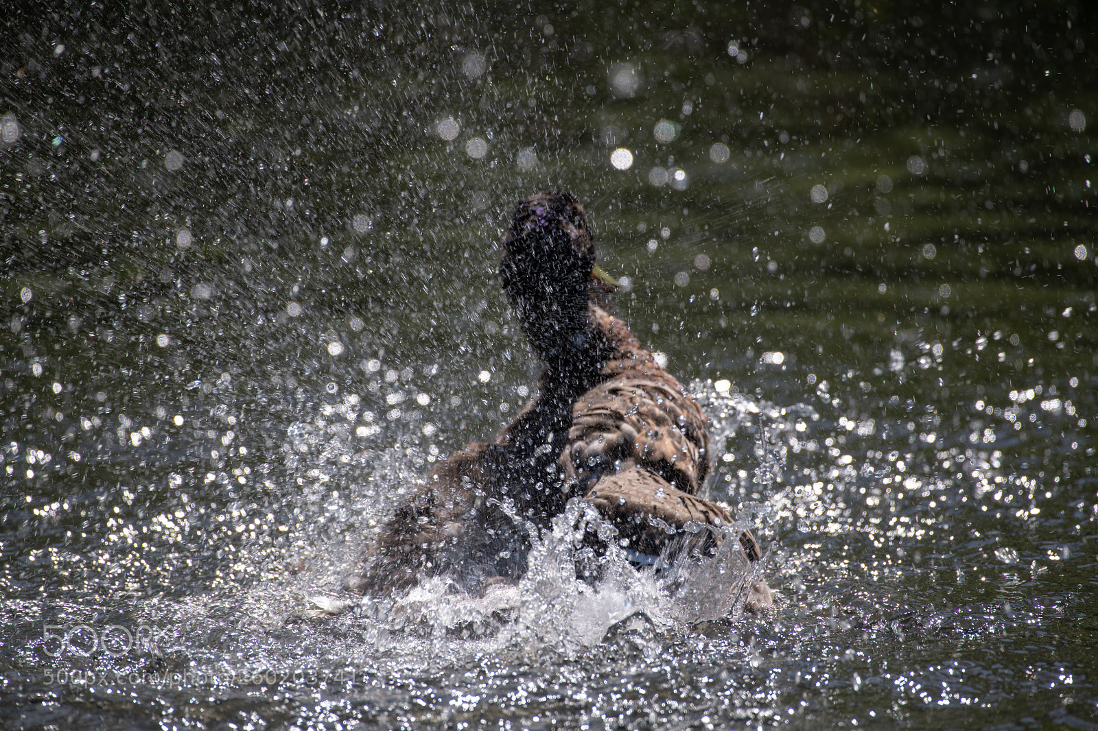 Nikon D850 sample photo. Right mess photography
