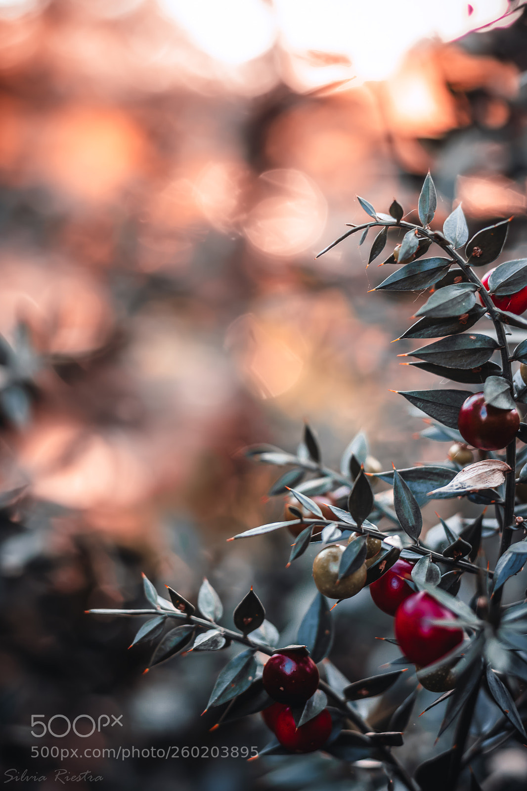Canon EOS 750D (EOS Rebel T6i / EOS Kiss X8i) sample photo. Little red balls photography