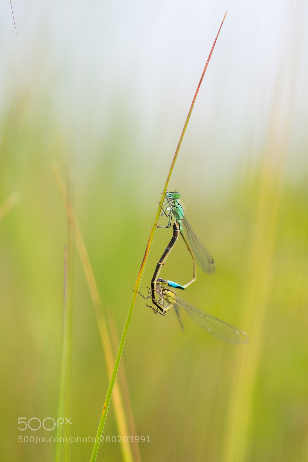 Nikon D800 sample photo. 1 + 1 photography