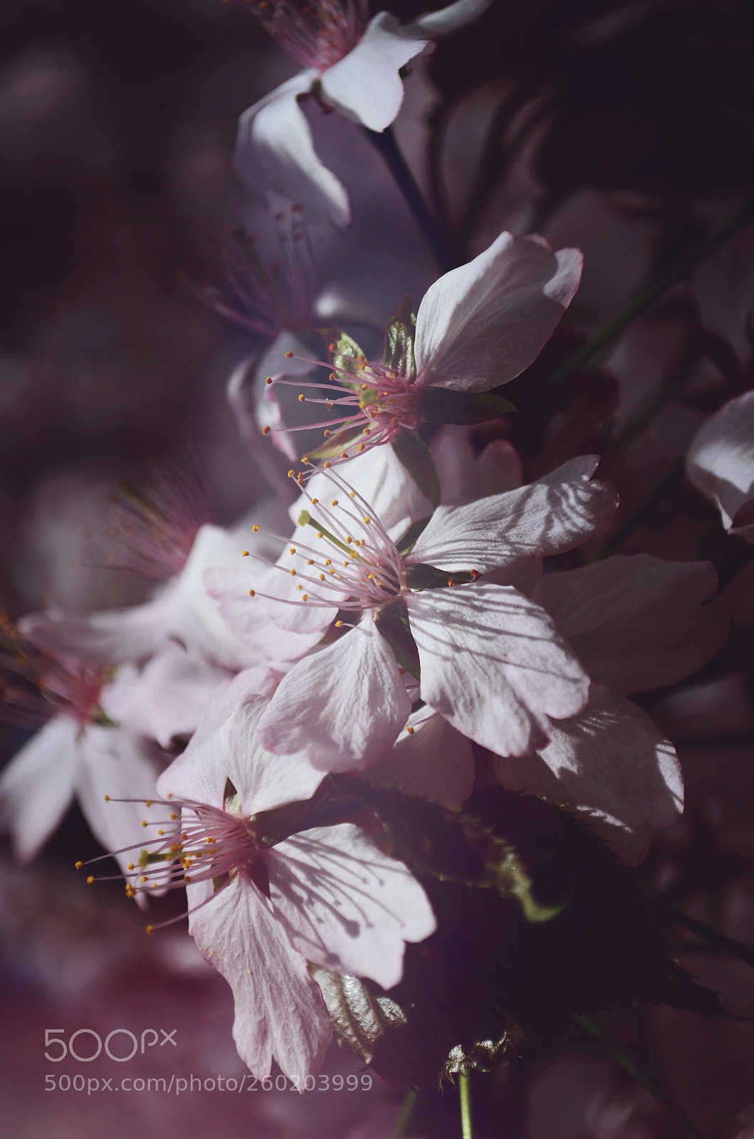 Nikon D5100 sample photo. Cherry photography