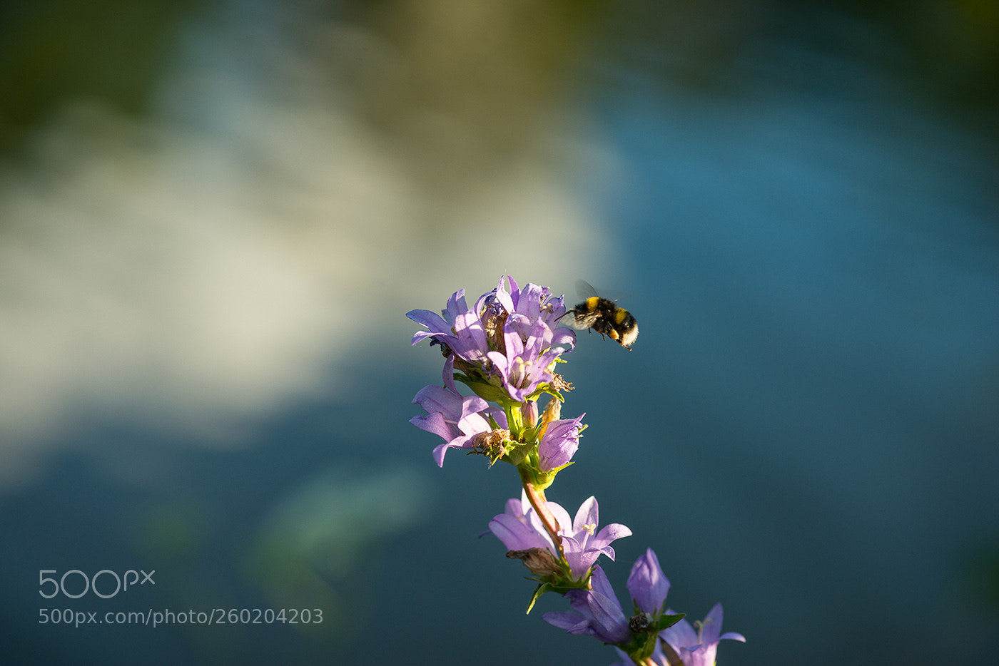 Nikon D800 sample photo. Morning worker photography