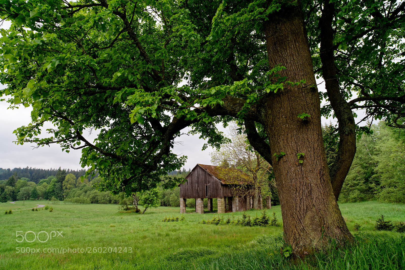 Sony a7 II sample photo. Pasterka photography