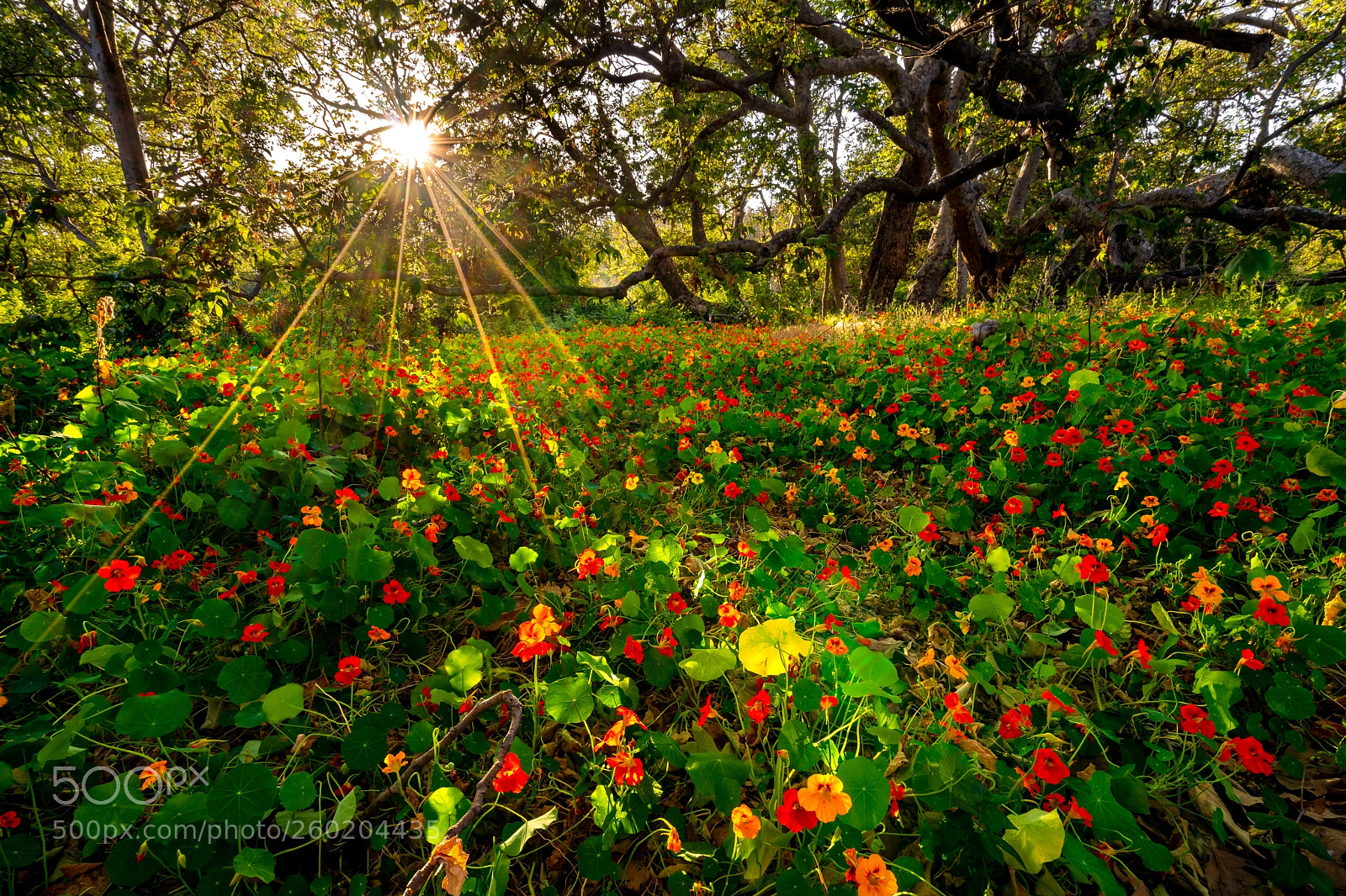 Sony a7 II sample photo. Spring in santa barbara photography