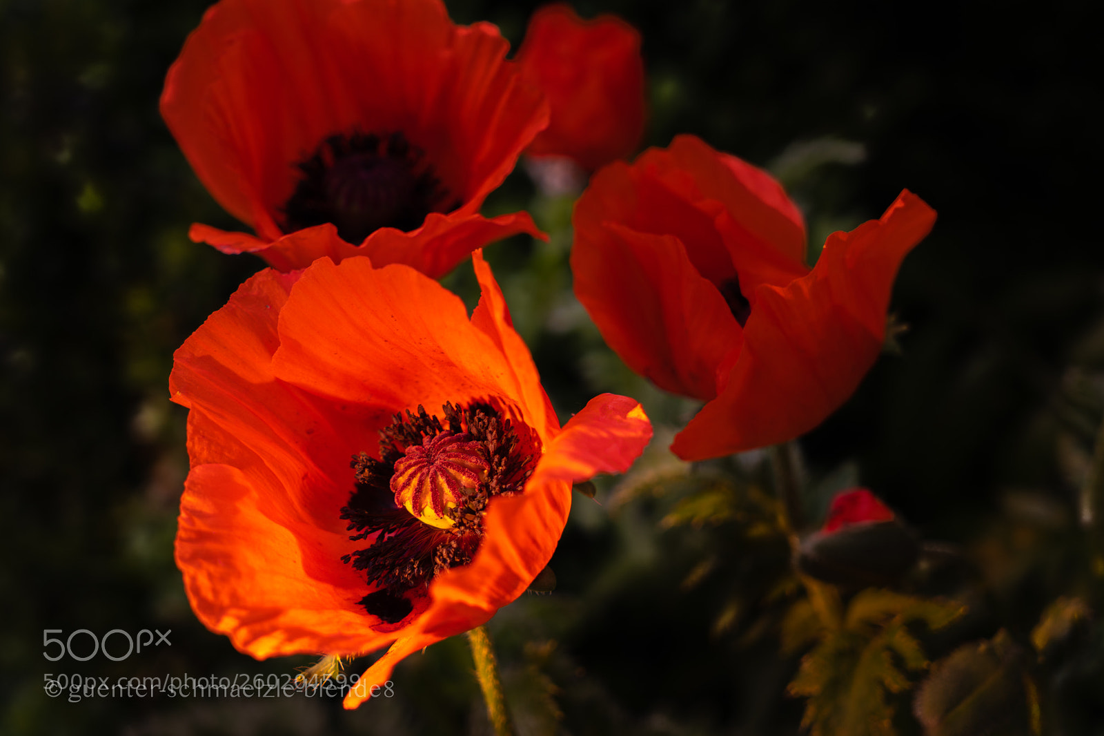 Sony a7 III sample photo. Russischer mohn photography