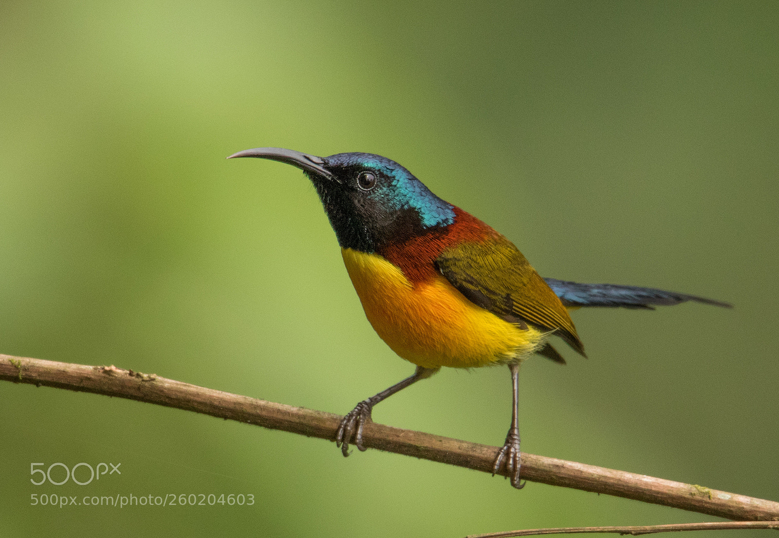 Canon EOS 7D Mark II sample photo. Green tailed sunbird. photography