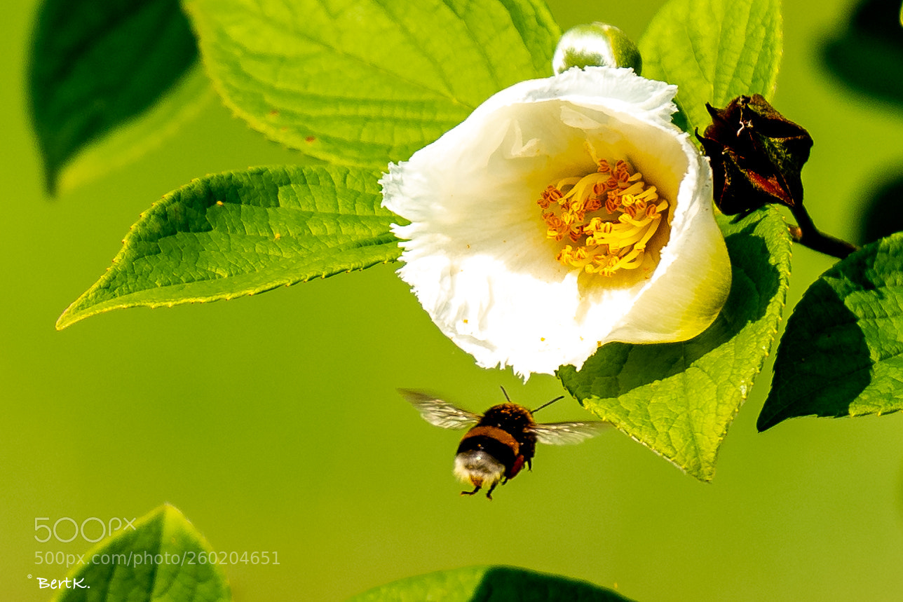 Nikon D500 sample photo. Right on target. photography