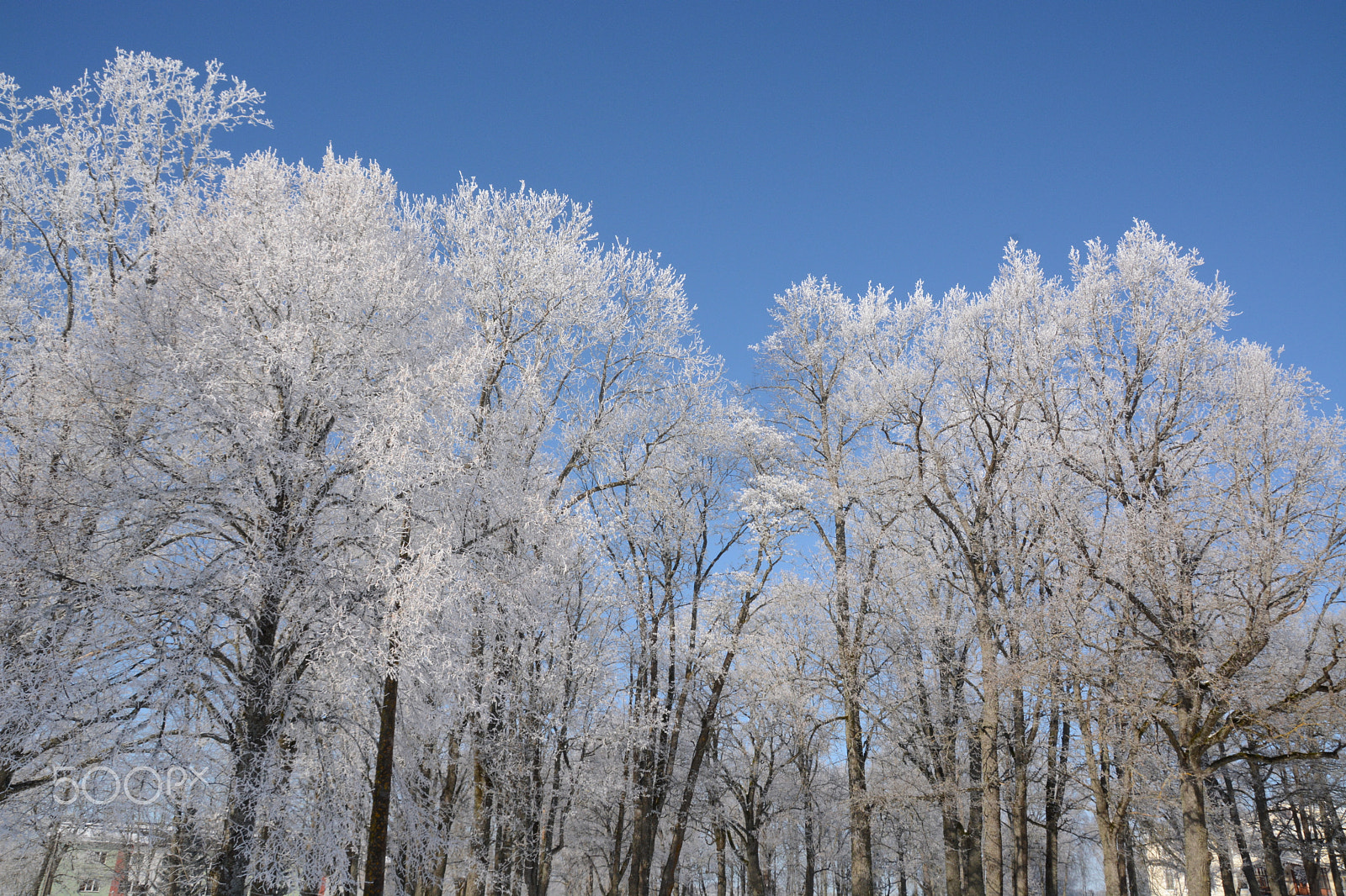 Nikon D7100 sample photo. Frozen trees photography