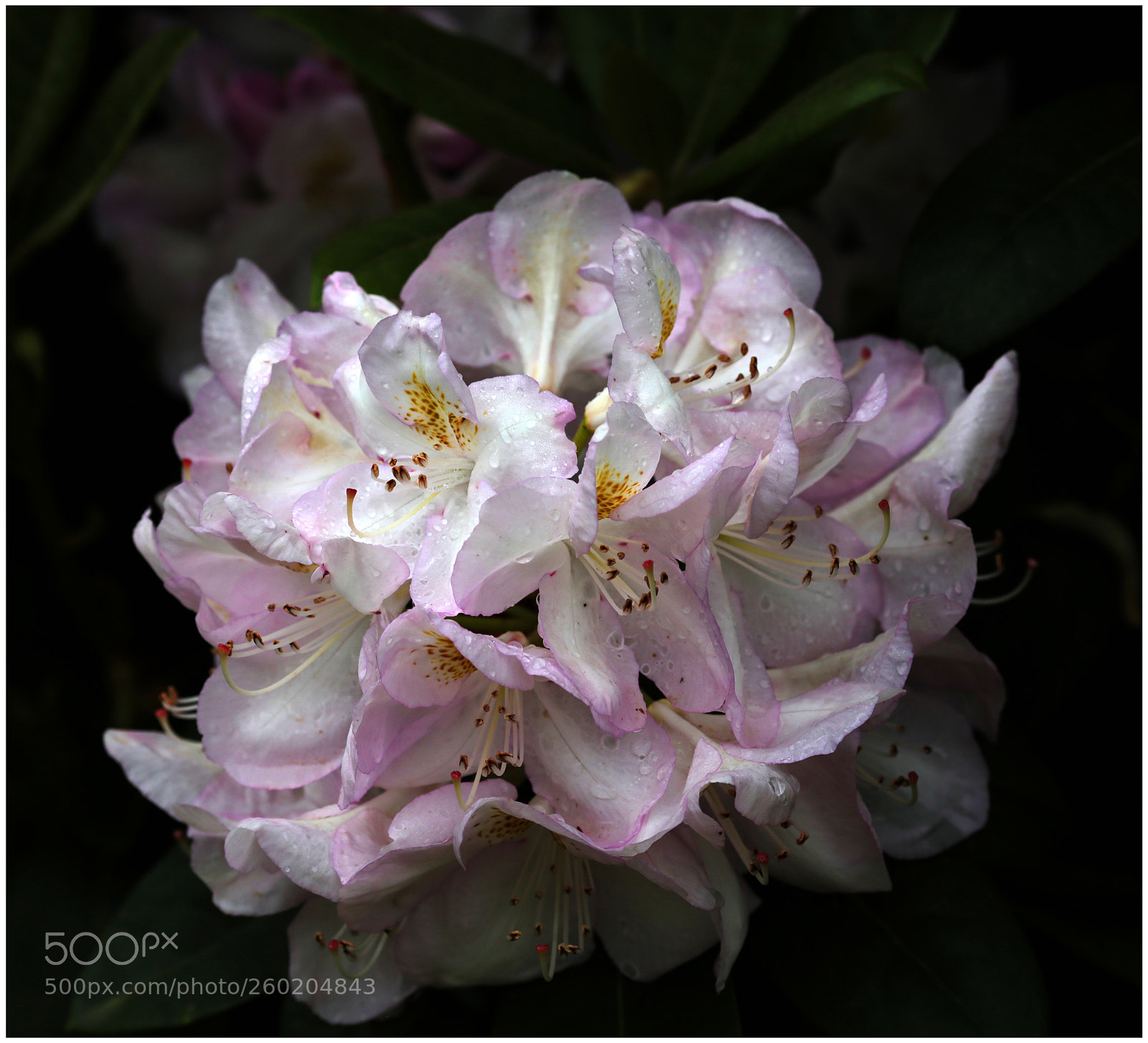 Canon EOS 6D sample photo. Nature's refinement photography