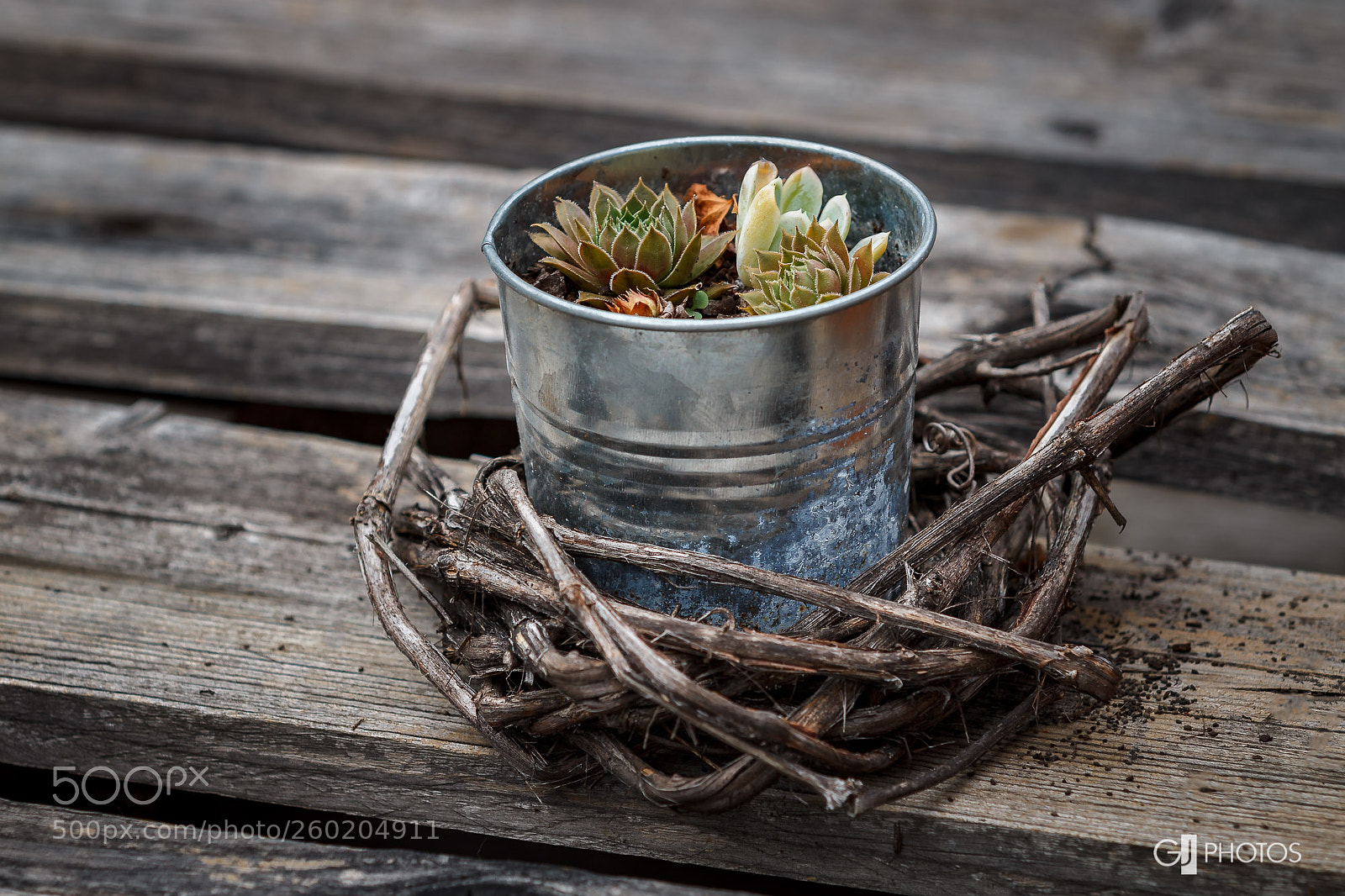 Canon EOS 60D sample photo. Rustic cactus pot photography