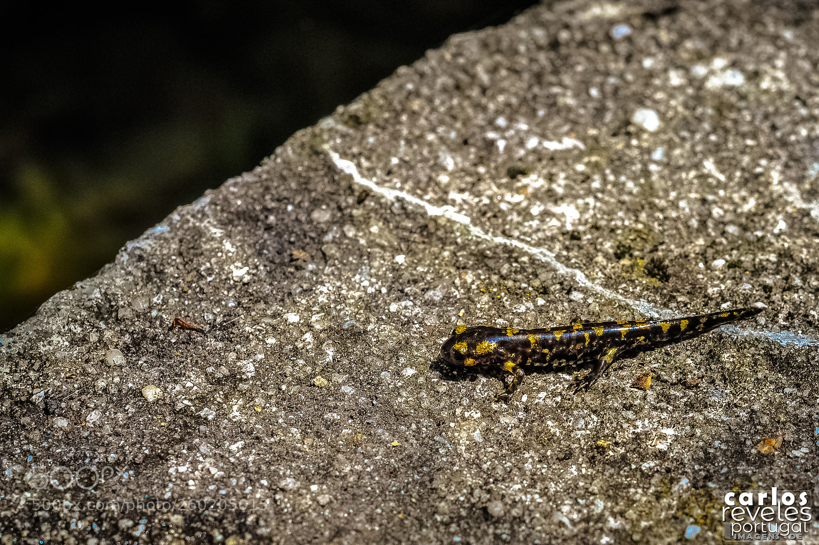 Nikon D5000 sample photo. Mata da penoita, vouzela photography