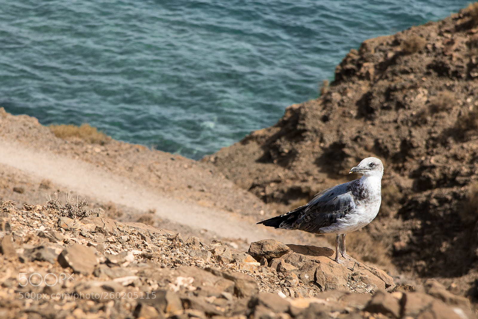 Canon EOS 750D (EOS Rebel T6i / EOS Kiss X8i) sample photo. Seagull photography