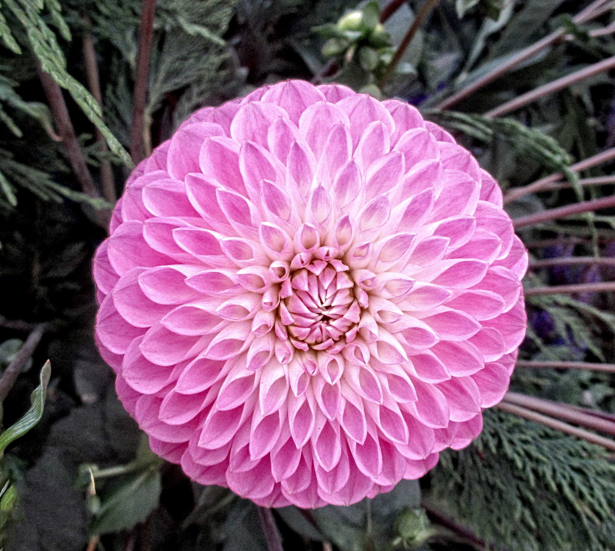 Canon PowerShot ELPH 310 HS (IXUS 230 HS / IXY 600F) sample photo. Ayli dahlia 37 photography