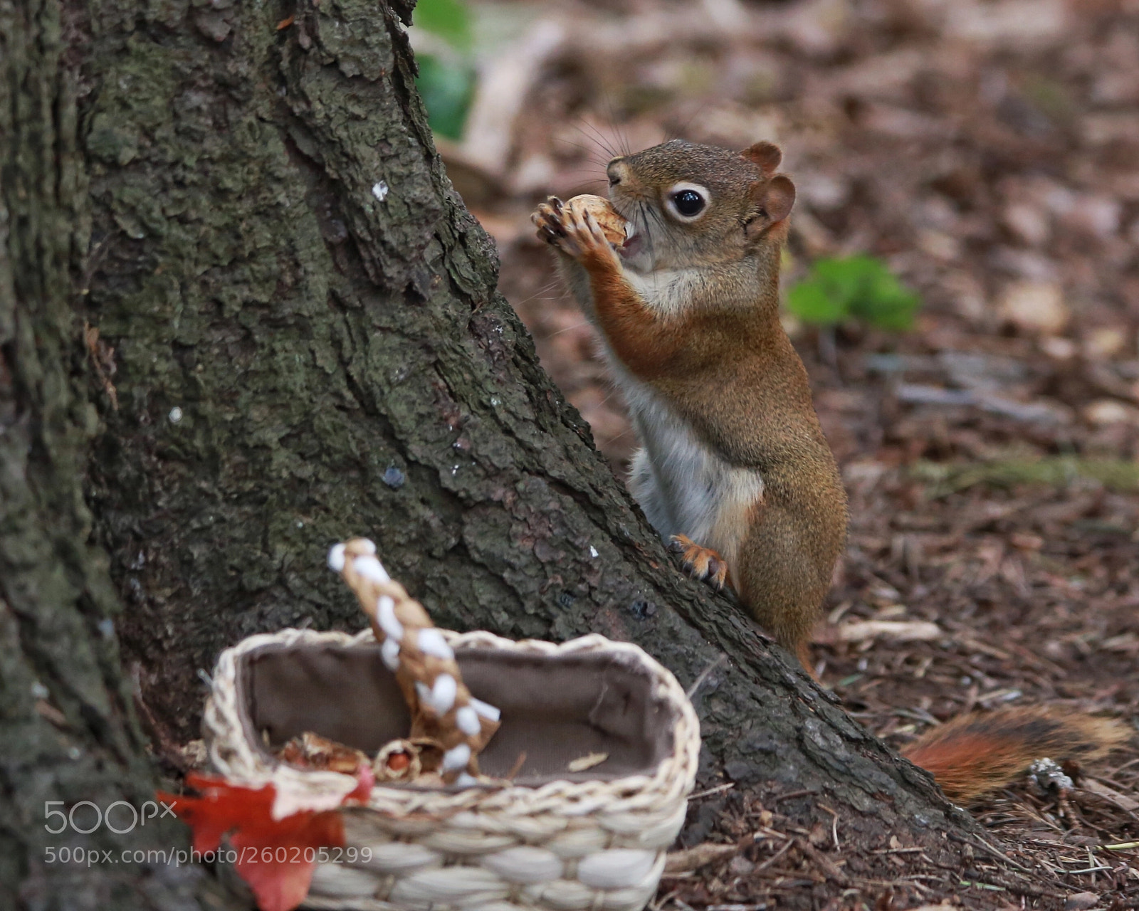 Canon EOS 6D sample photo. Squirrel photography