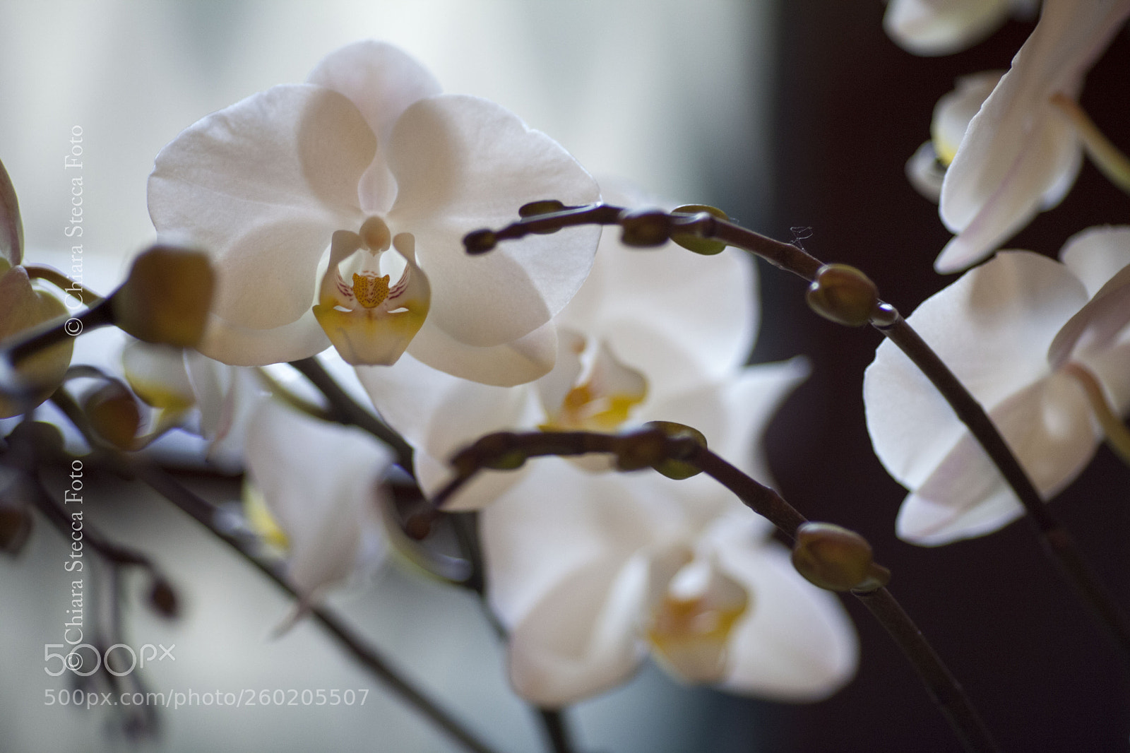 Canon EOS 5D Mark II sample photo. Orchidea photography