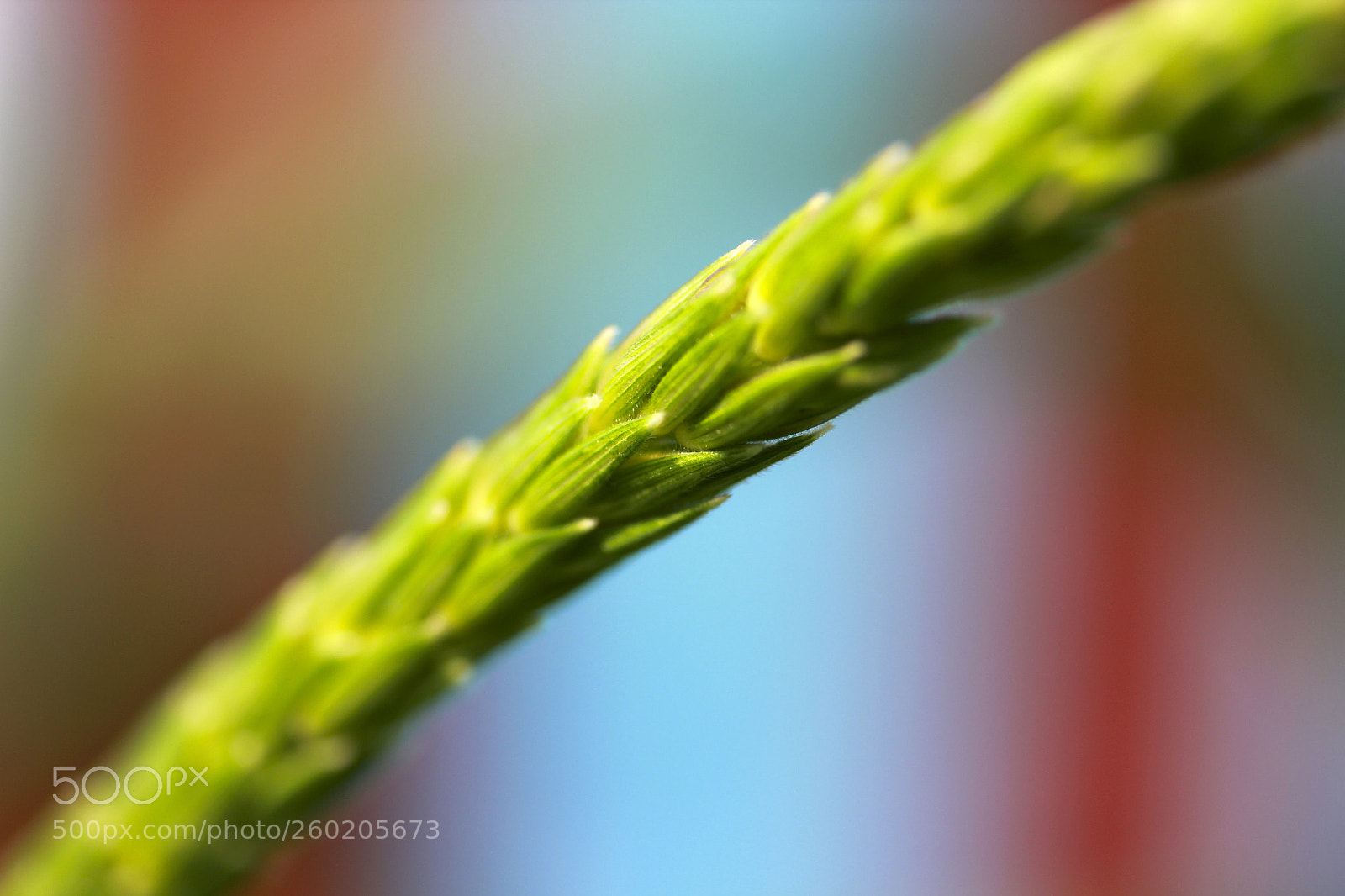 Canon EOS 550D (EOS Rebel T2i / EOS Kiss X4) sample photo. Spikelet on a colored photography