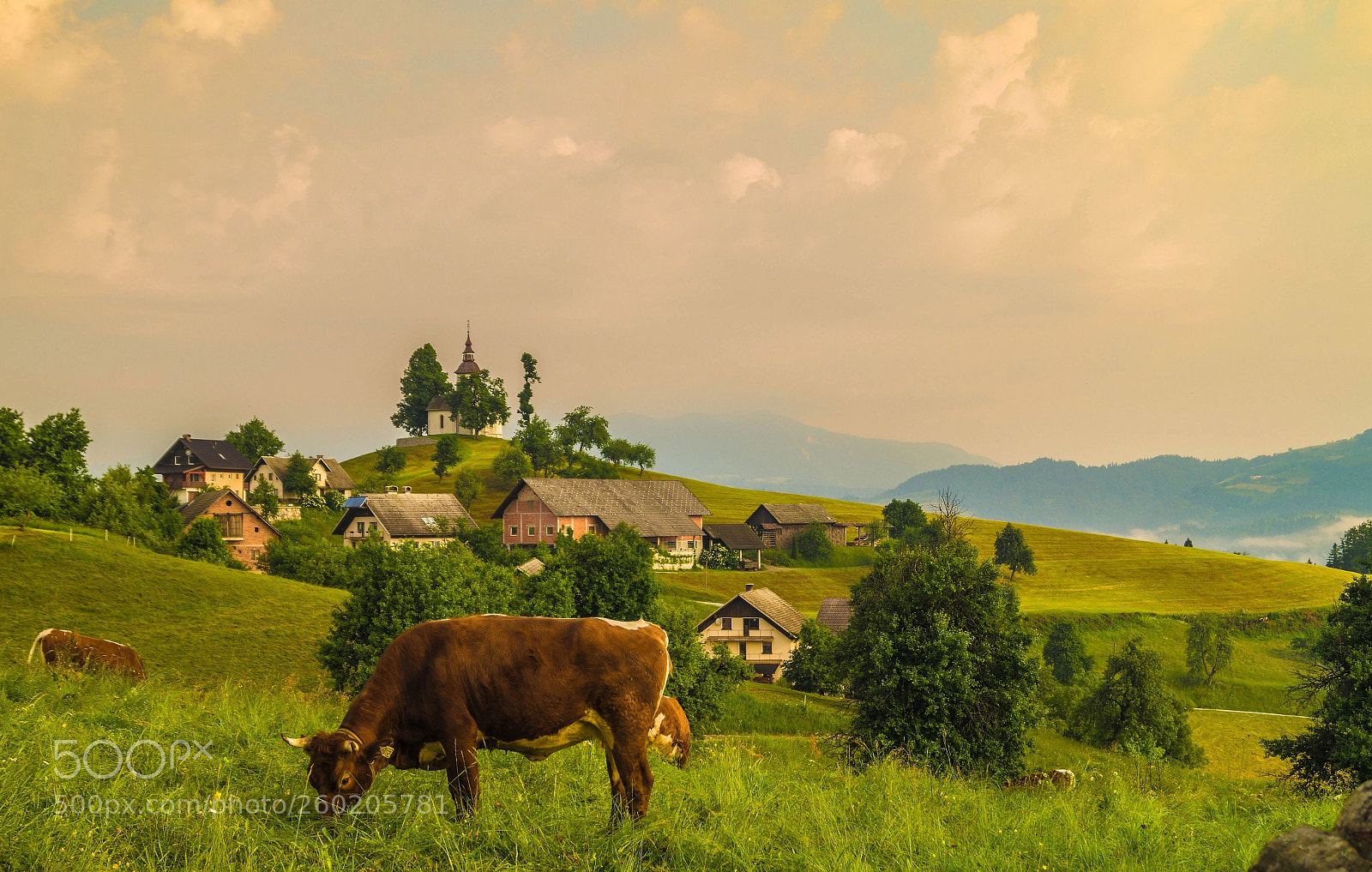 Sony SLT-A58 sample photo. On the pasture photography