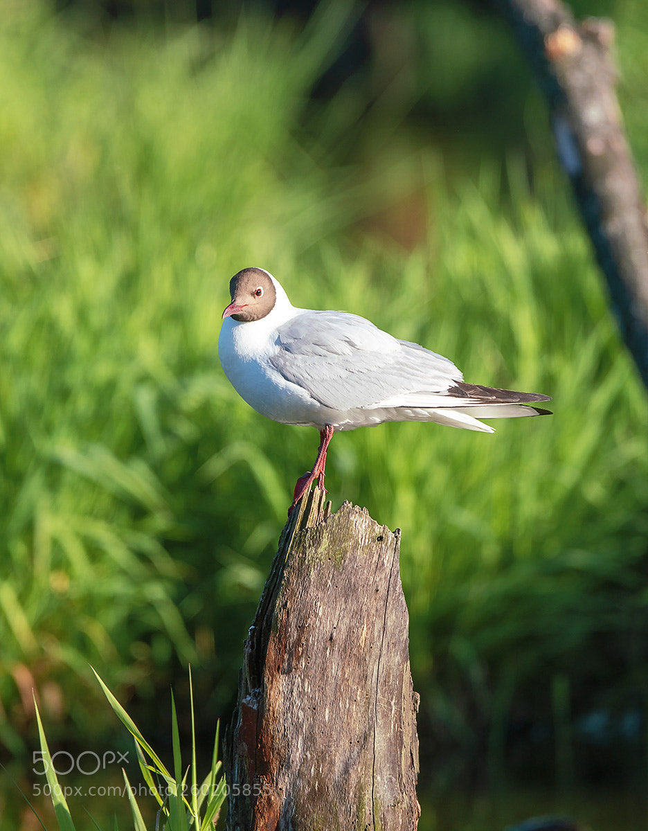 Sony a99 II sample photo. 02570.jpg photography