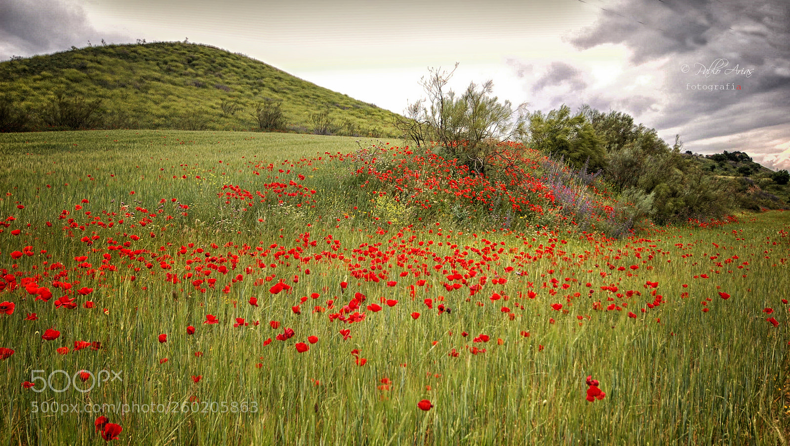 Nikon D50 sample photo. Sabor a primavera. photography