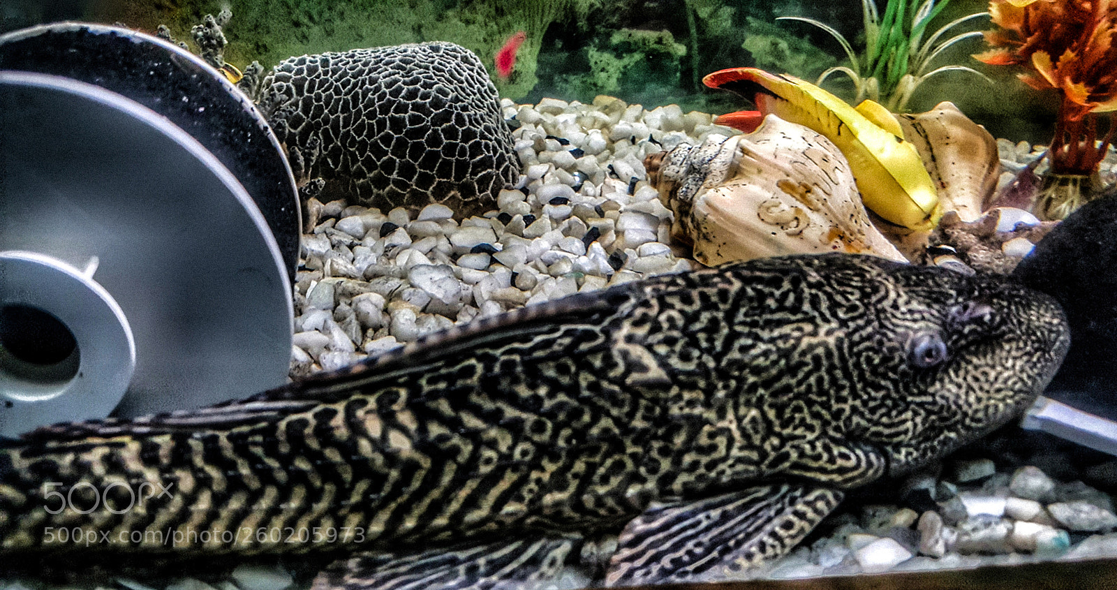 Samsung Galaxy Note5 sample photo. Dino fish photography