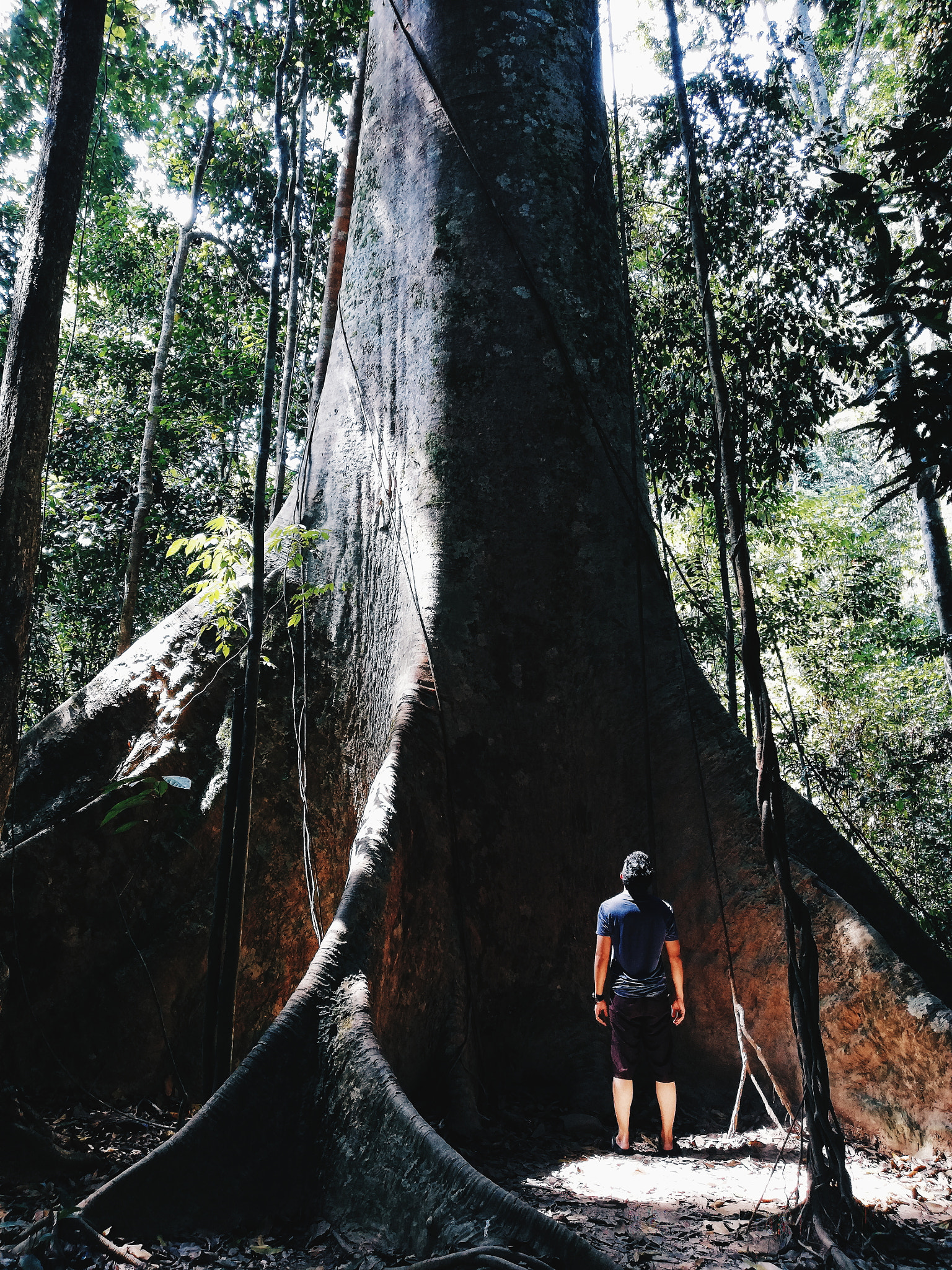 HUAWEI nova 2i sample photo. Treebeard photography