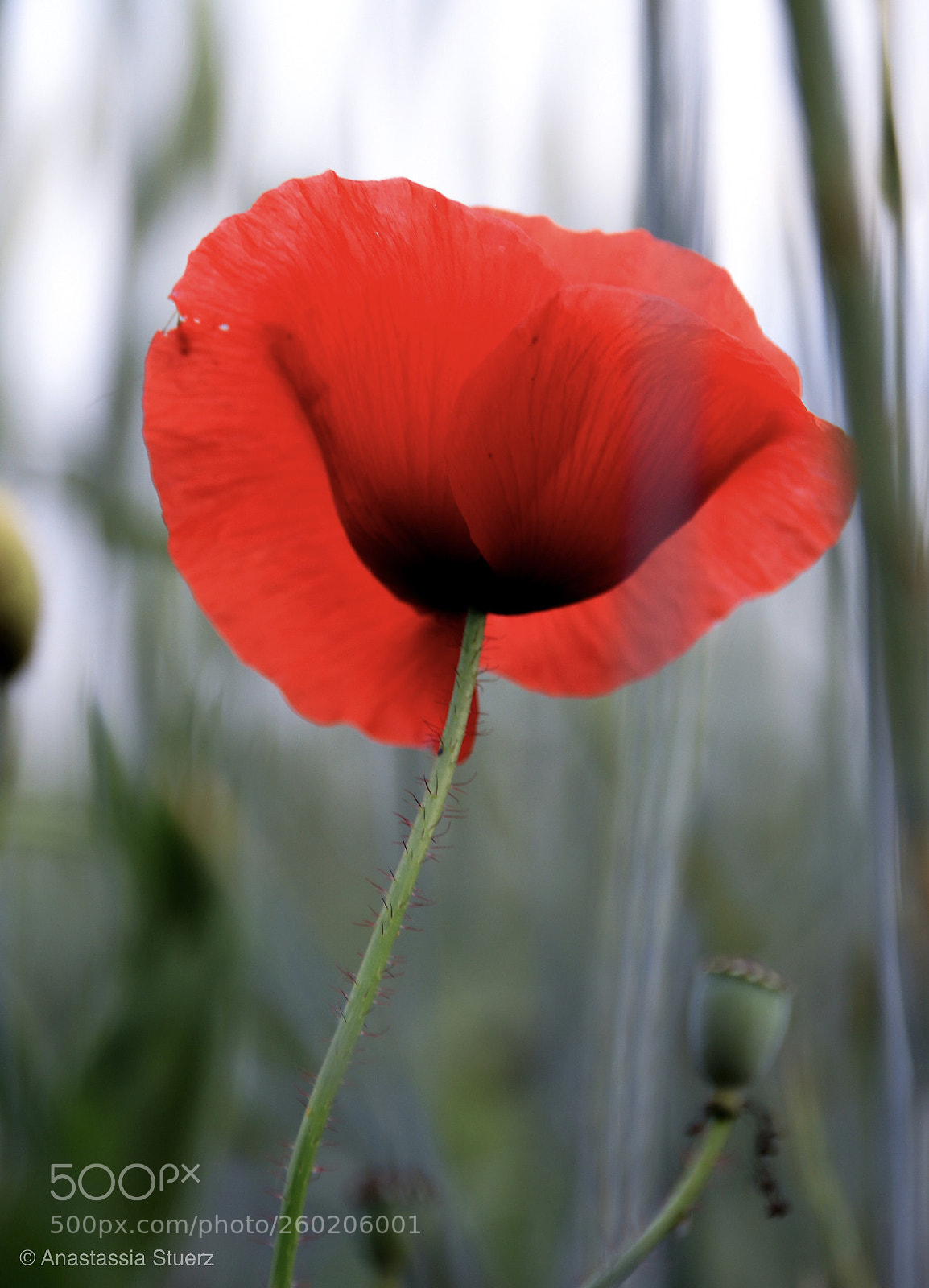 Canon EOS 77D (EOS 9000D / EOS 770D) sample photo. Just one red flower photography