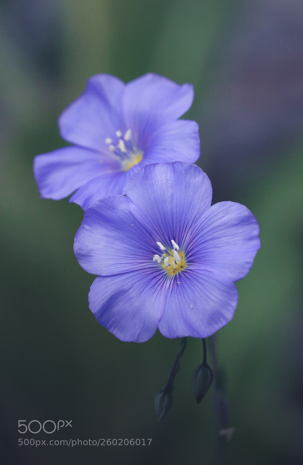 Canon EOS 600D (Rebel EOS T3i / EOS Kiss X5) sample photo. Blue photography