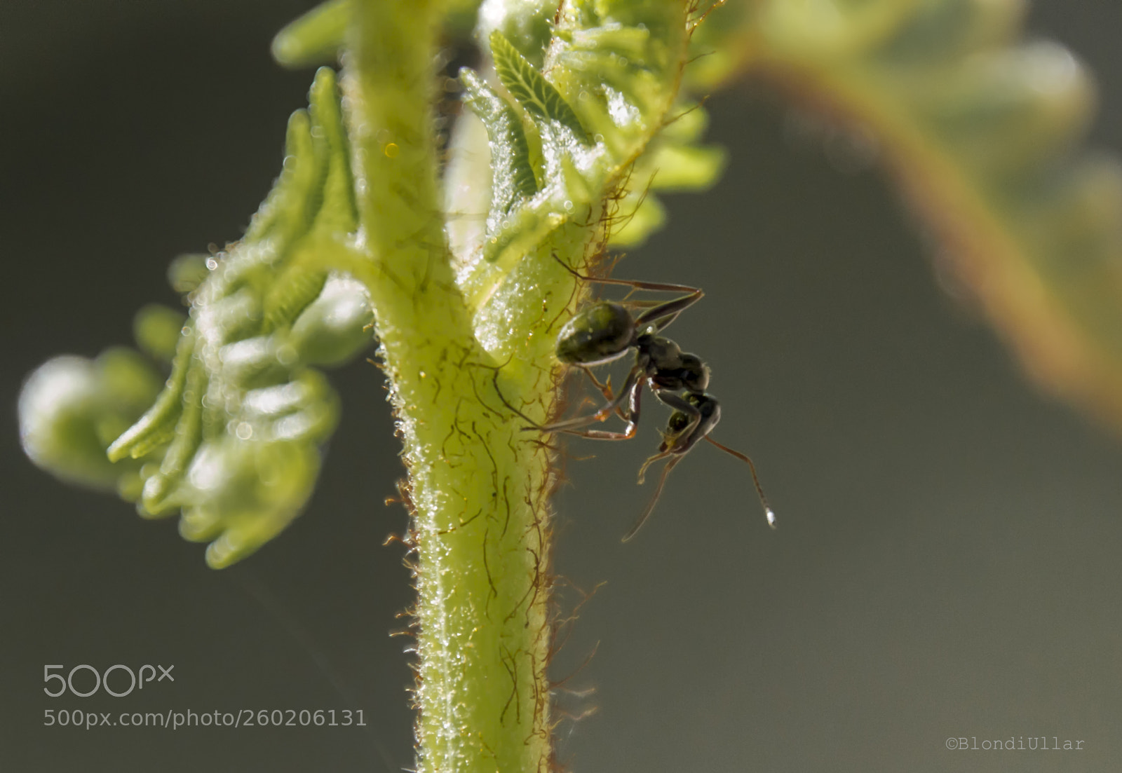 Canon EOS 100D (EOS Rebel SL1 / EOS Kiss X7) sample photo. Lonely ant... photography