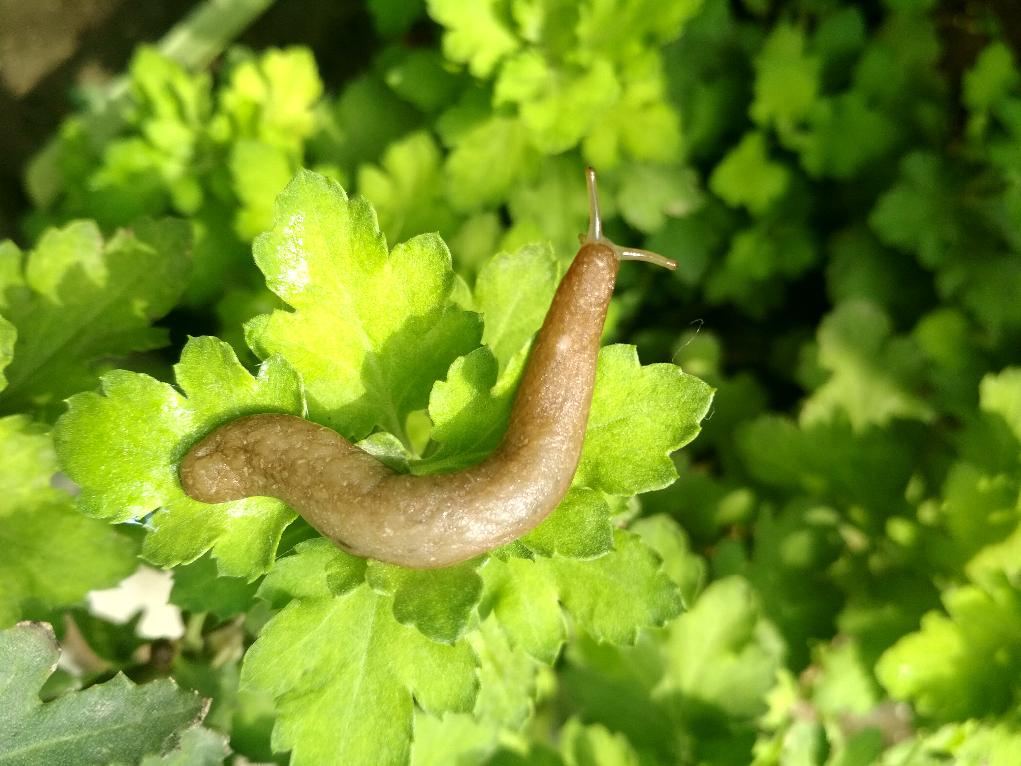 Xiaomi Redmi 4 Pro sample photo. Snail photography