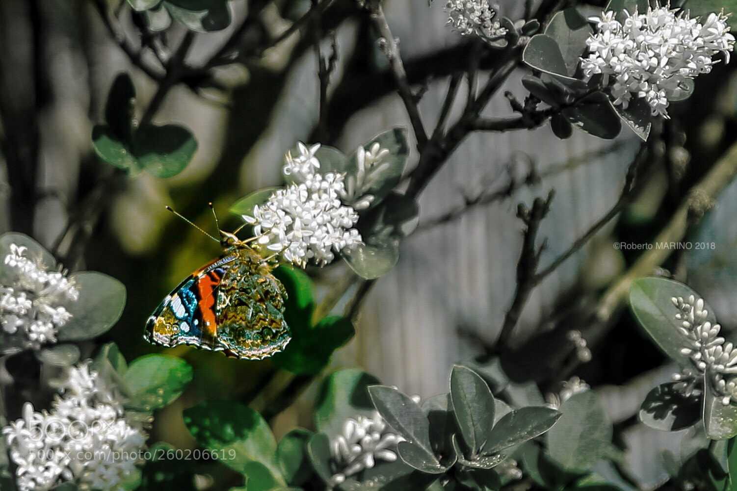 Canon EOS 6D sample photo. Urban butterfly photography