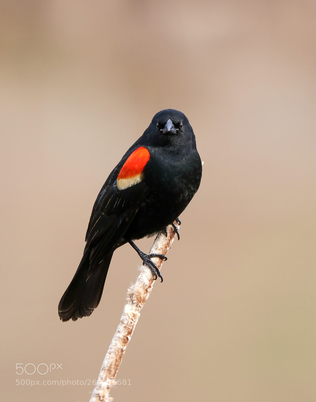 Canon EOS 7D Mark II sample photo. Red-winged blackbird photography