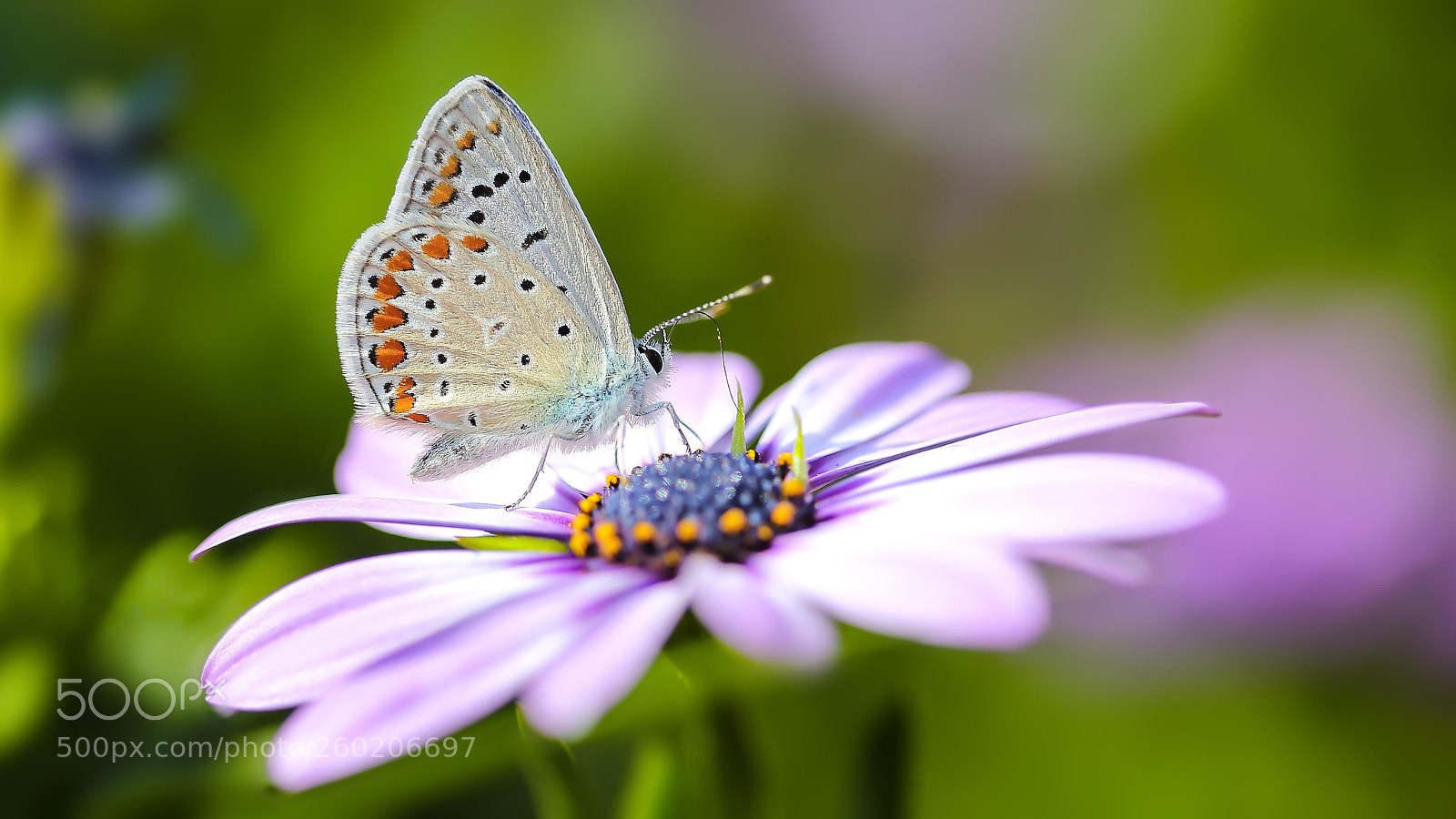 Canon EOS 6D sample photo. Butterfly-kelebek photography