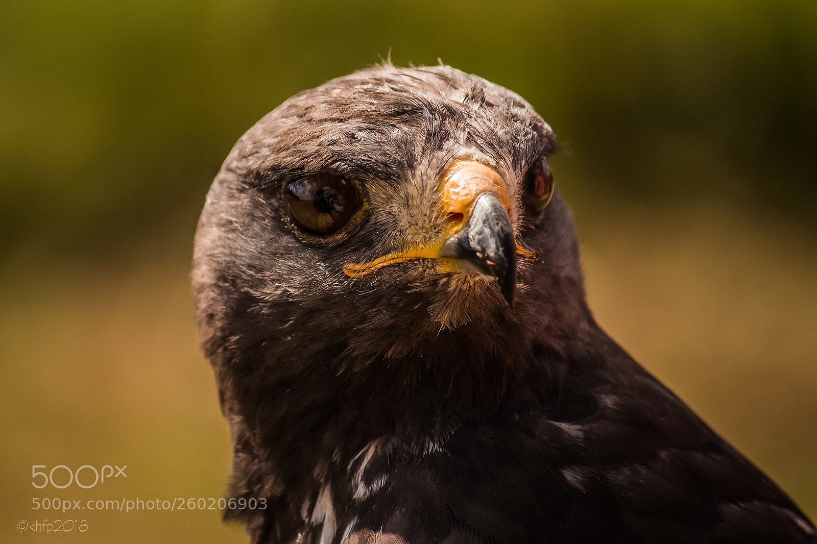 Canon EOS 650D (EOS Rebel T4i / EOS Kiss X6i) sample photo. Jackal buzzard 3 photography