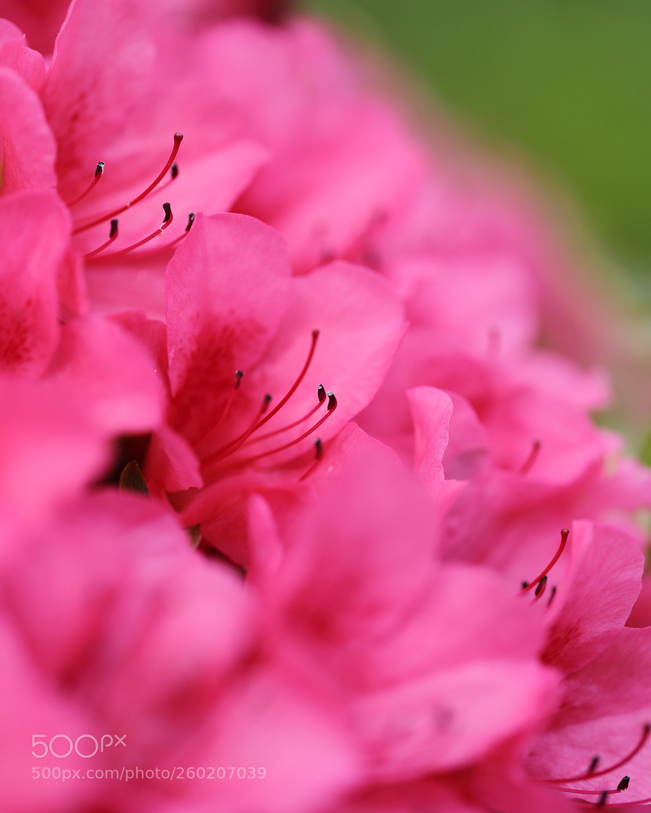 Canon EOS 6D sample photo. Azaleas  photography