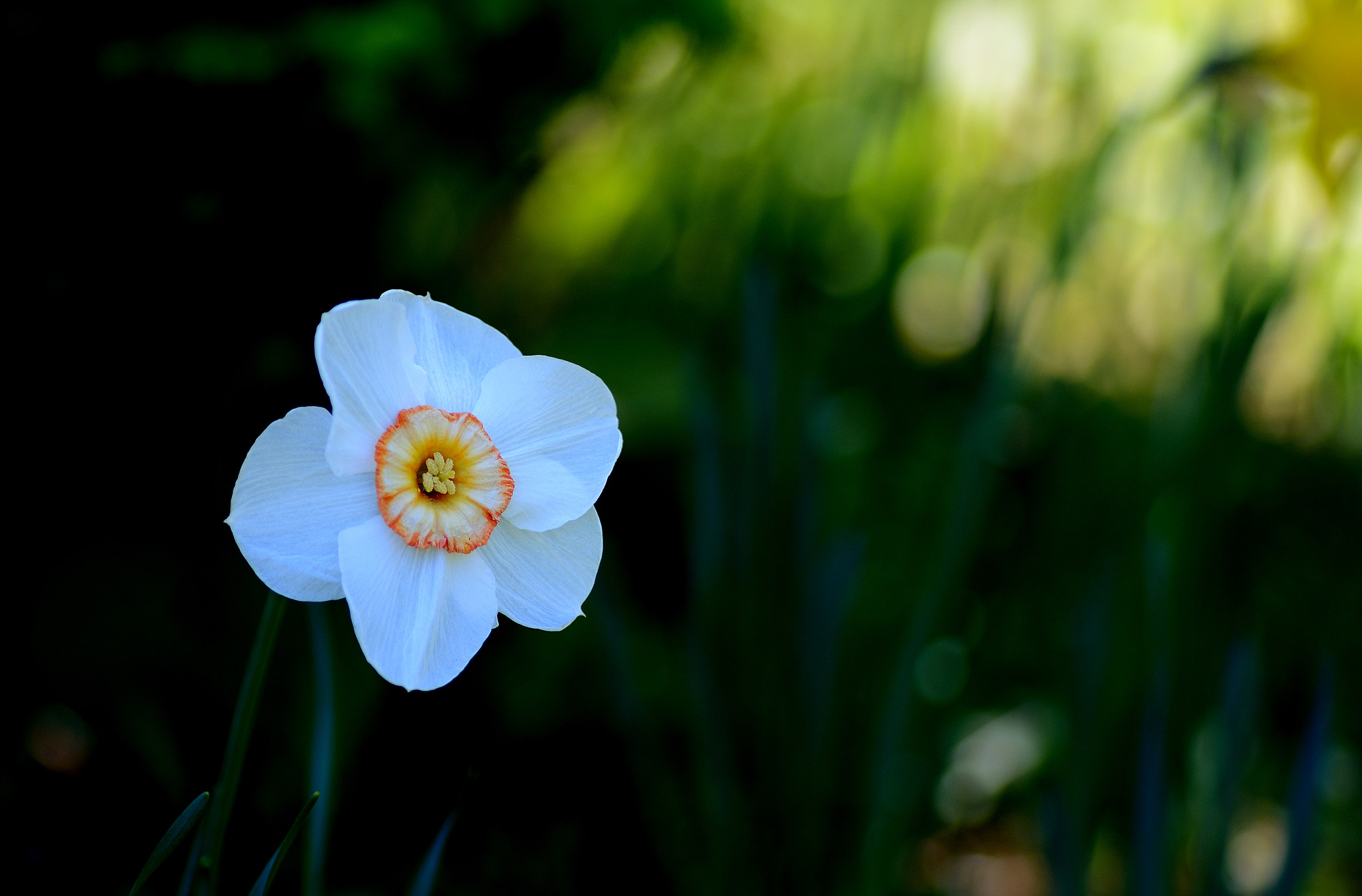 Nikon D7100 sample photo. Narcissus photography