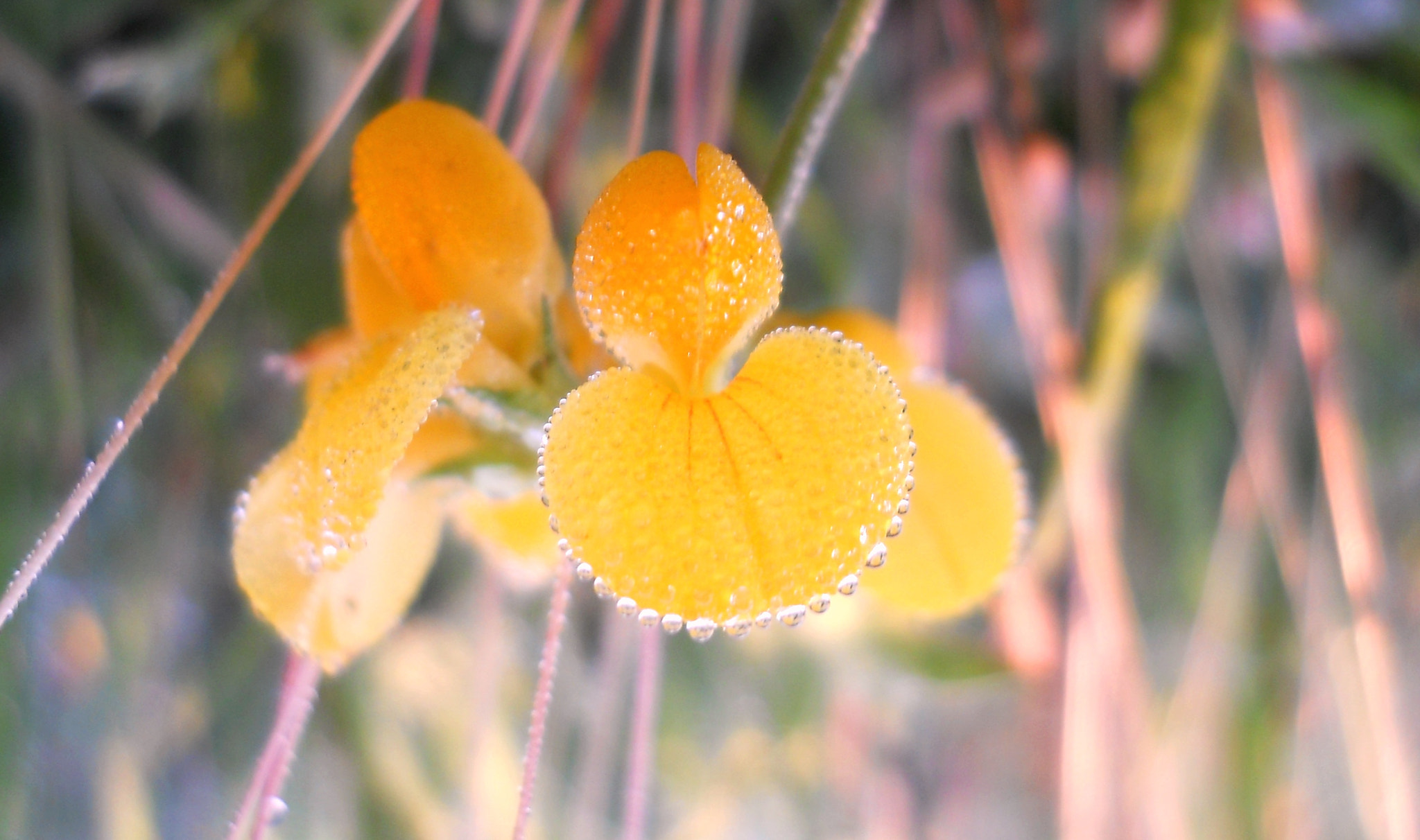 Nikon Coolpix L21 sample photo. Dewy flower photography