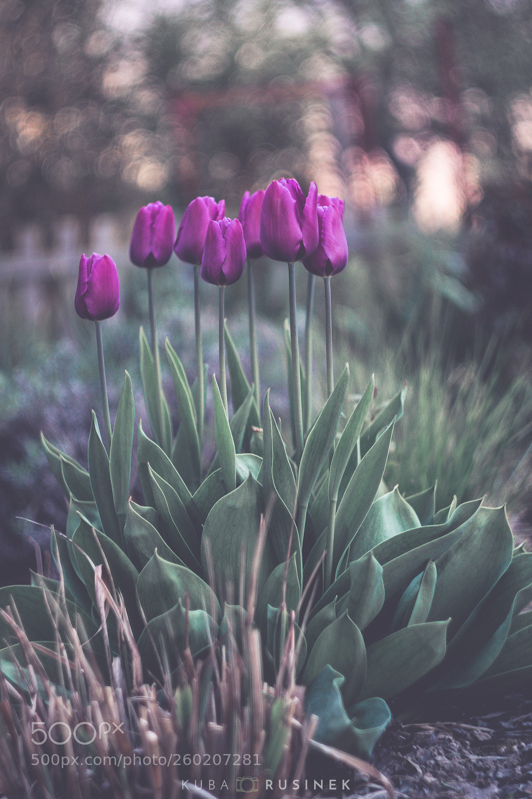 Canon EOS 70D sample photo. Untitled photography