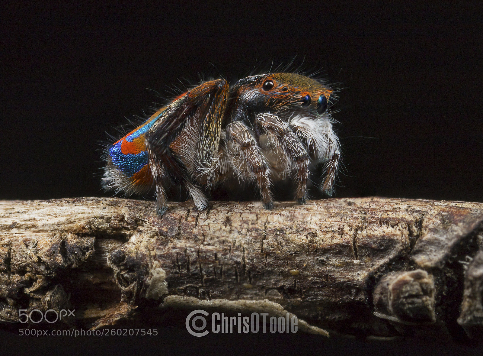 Canon EOS 6D Mark II sample photo. Maratus clupeatus photography