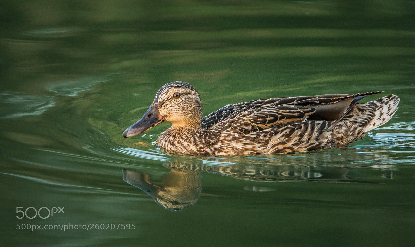 Nikon D7100 sample photo. Mallard duck photography