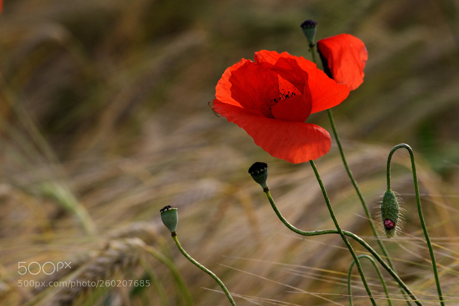 Nikon D800 sample photo. Poppy and bud photography