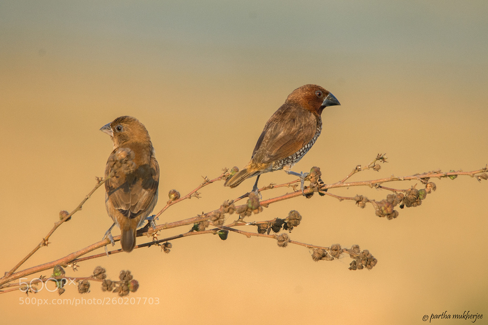 Nikon D7200 sample photo. Scally breasted munia photography