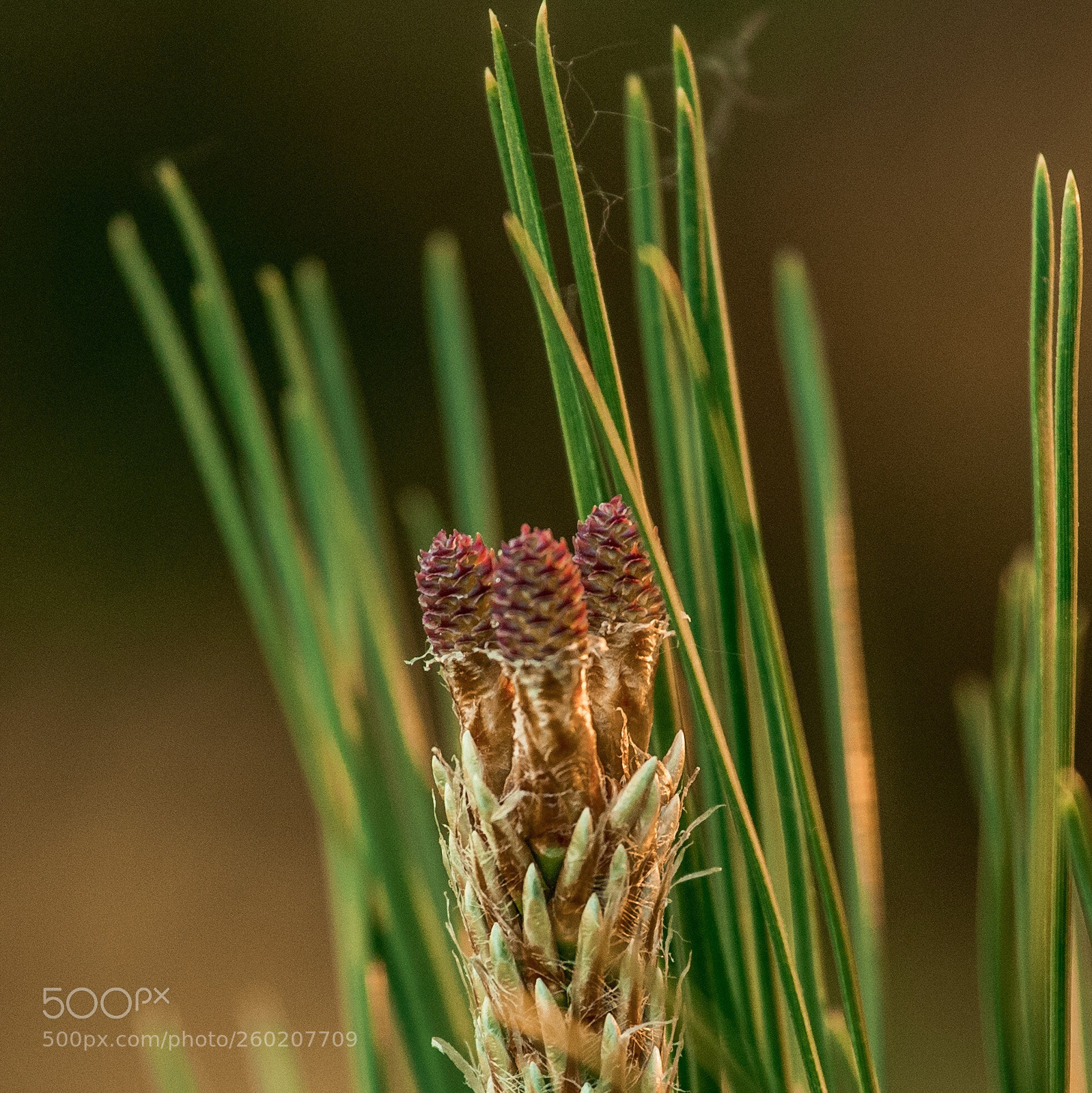 Canon EOS 6D Mark II sample photo. Pine photography