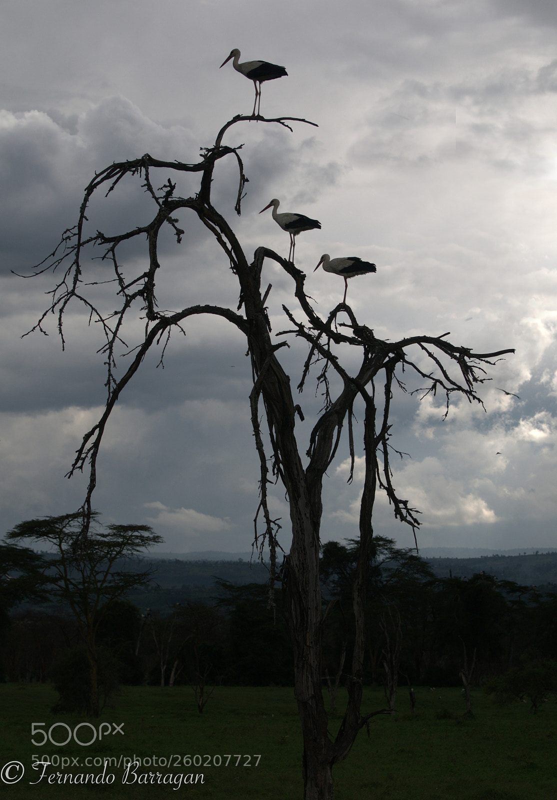 Nikon D300S sample photo. Storks in the dark photography