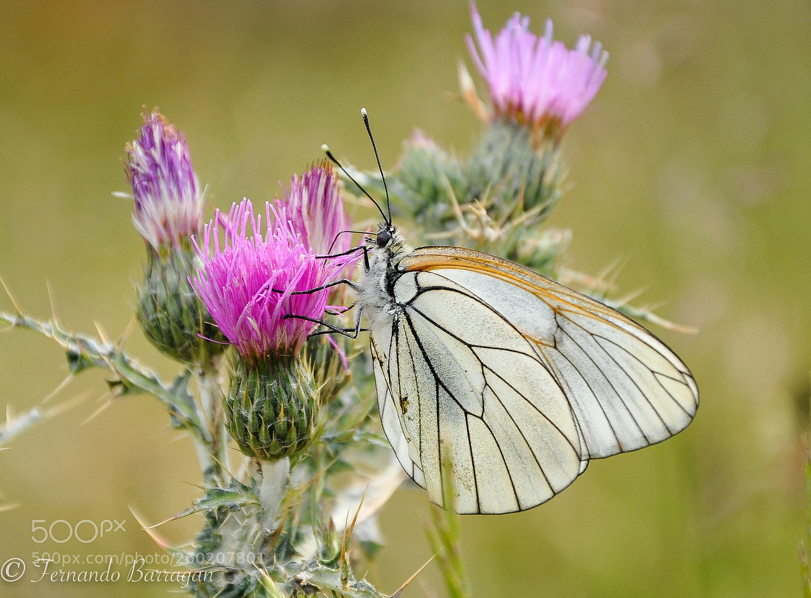 Nikon D300 sample photo. Mariposa (de ) photography