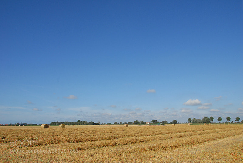 Nikon D200 sample photo. In the warmth of photography