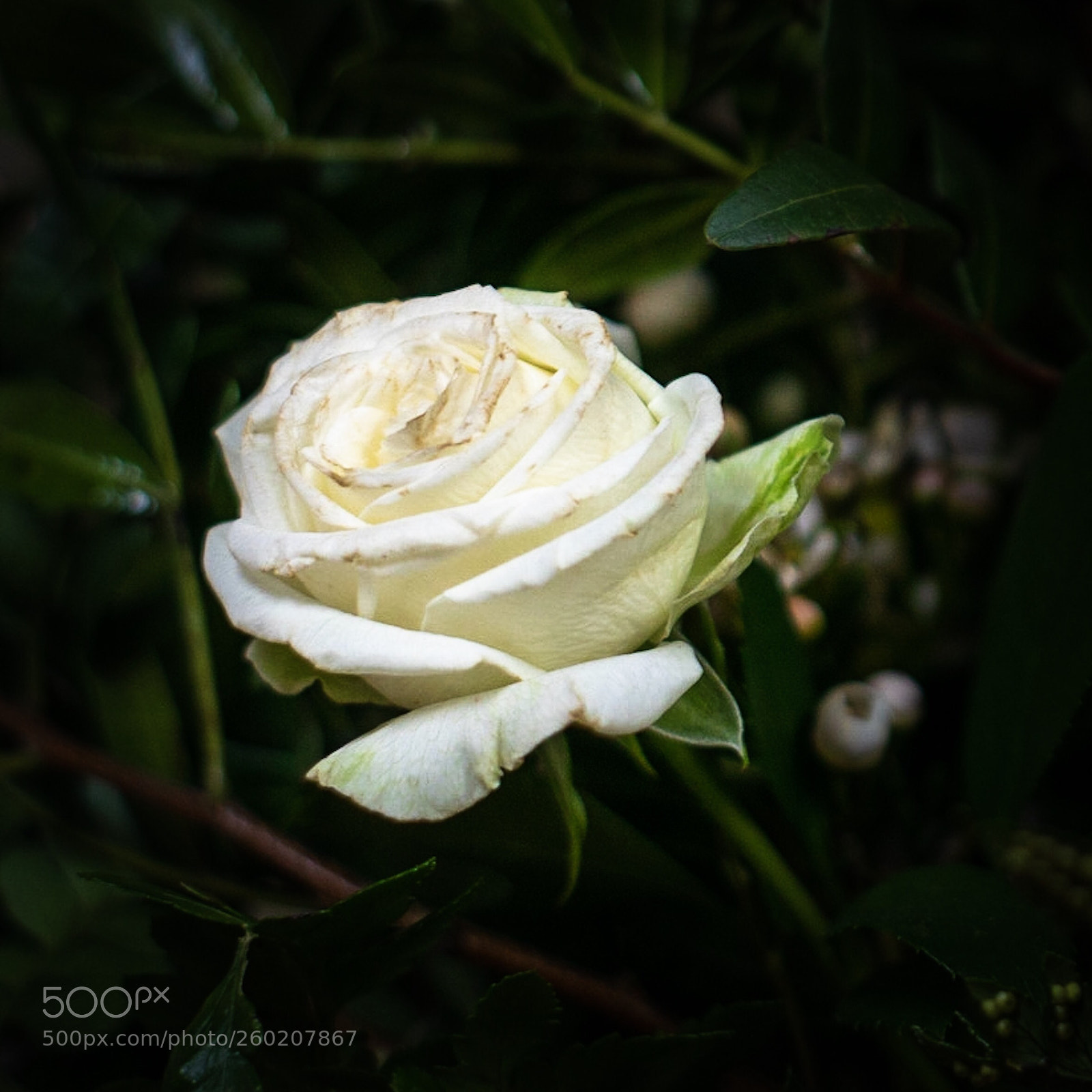 Sony a7R sample photo. White rose  photography