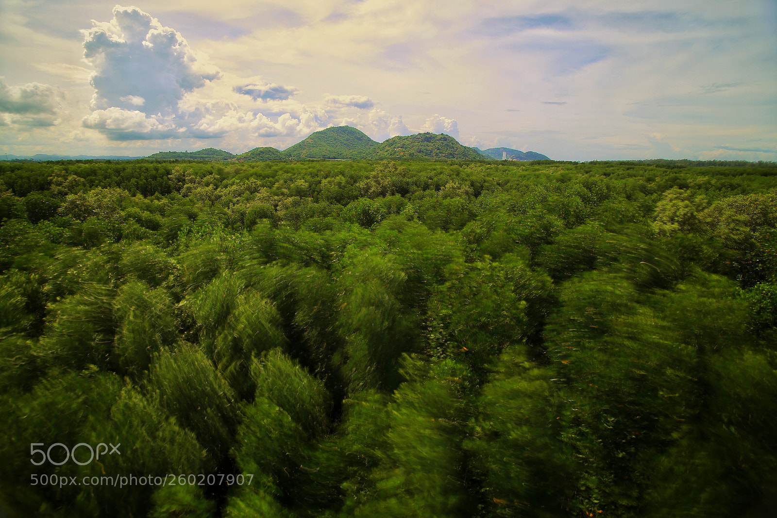 Canon EOS 6D sample photo. Mangrove forest photography